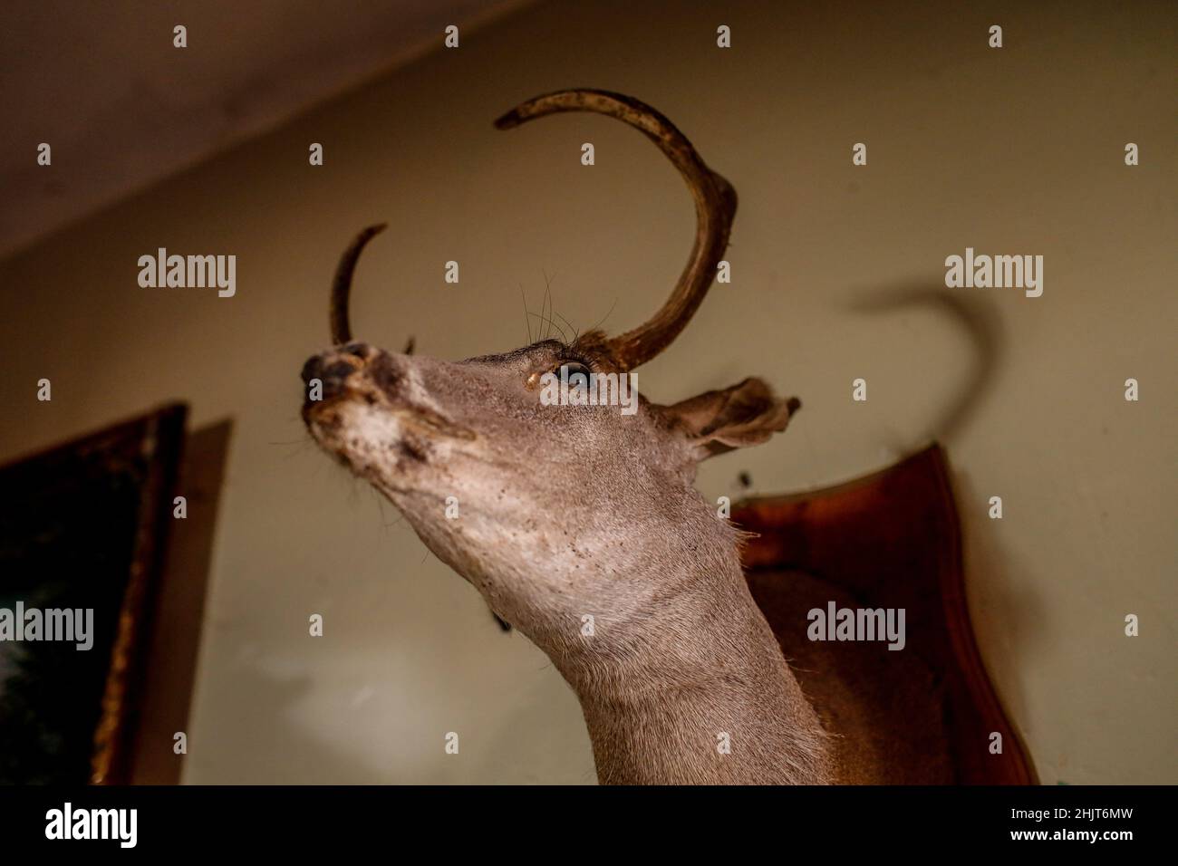 Gefüllter Hirschkopf, der an der Wohnzimmerwand in einem Haus in der Gemeinde Villa Juarez, Obregon, Mexiko, hängt. Tierhandel, Hauthandel, (Taxidermie), Tiersektion, Erhaltung, Enthäutung...(Foto:Luis Gutierrez/ NortePhoto.com) Cabeza de venado disecada colgada en la pared de la sala en un hogar de la comunidad de Villa Juarez, Obregon, Mexiko. Taxidermia, trafico de animales, trafico de piel, (Taxidermy), disecar animales, Conservación, desollamiento ...(Foto:Luis Gutierrez/ NortePhoto.com) Stockfoto