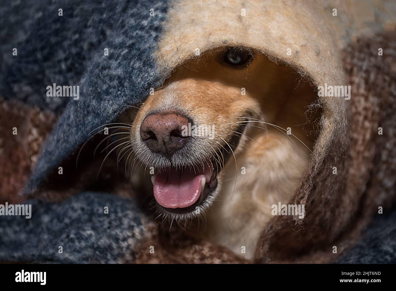 Im Herbst und Winter aus der Nase eines roten Hundes unter einer warmen Decke spähen Stockfoto