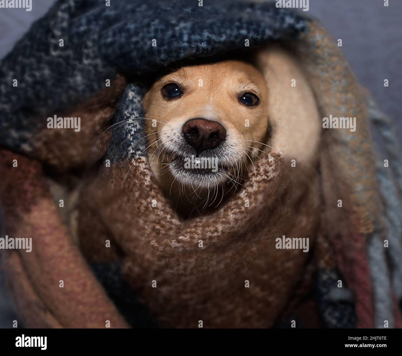 Roter Hund, der sich im Herbst und Winter in eine warme Decke einwickelt Stockfoto