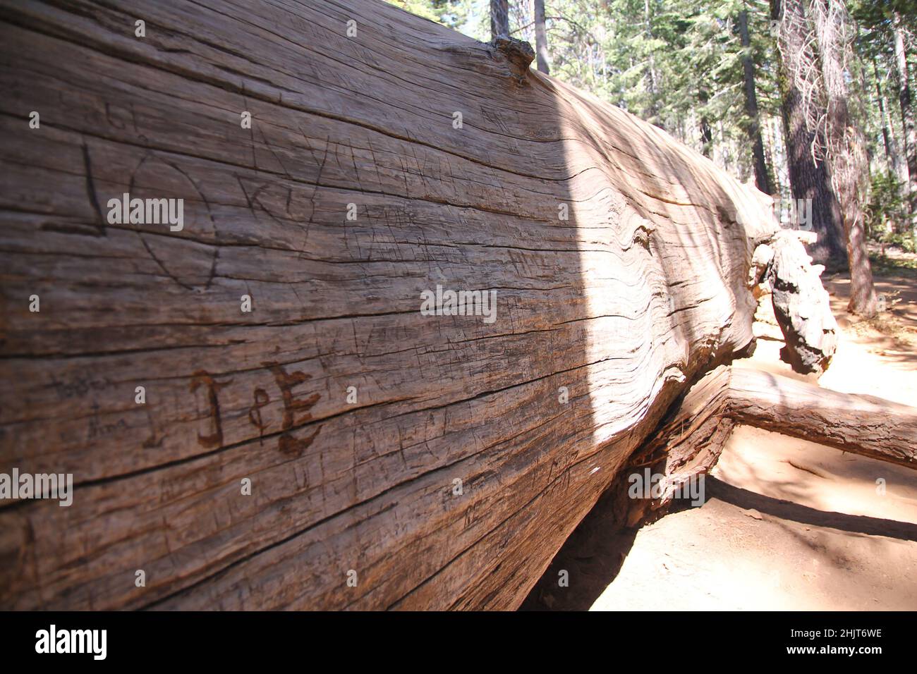 Der Grabkörper eines großen Sequoia-Baumes im Yosemite National Park in Kalifornien Stockfoto