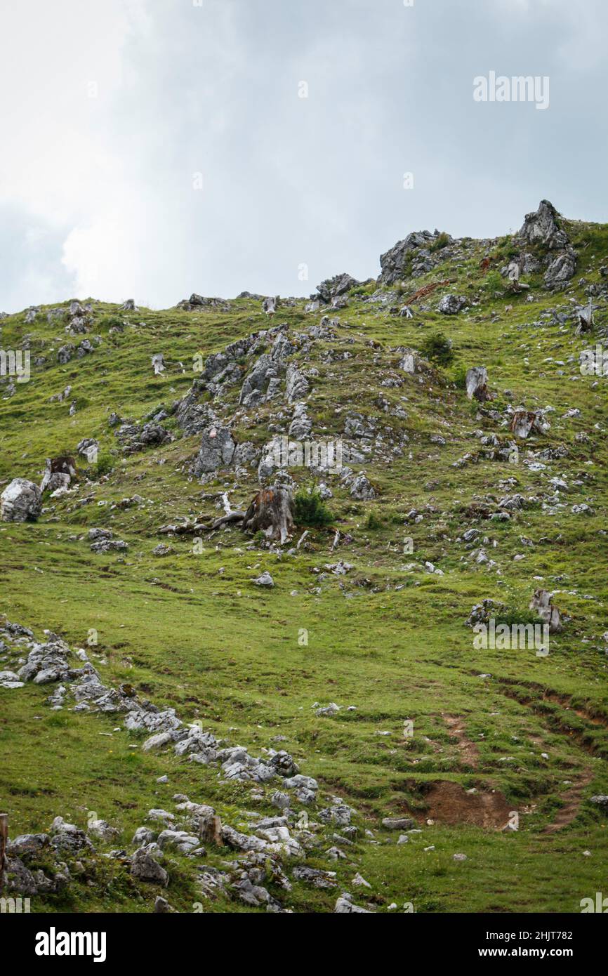 Üppiges grünes Gras und Steine Stockfoto