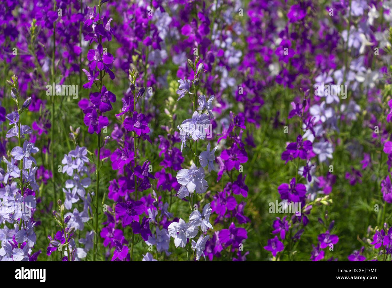 Delphinium blüht im Garten, leuchtend blaue, violette Blüten Stockfoto