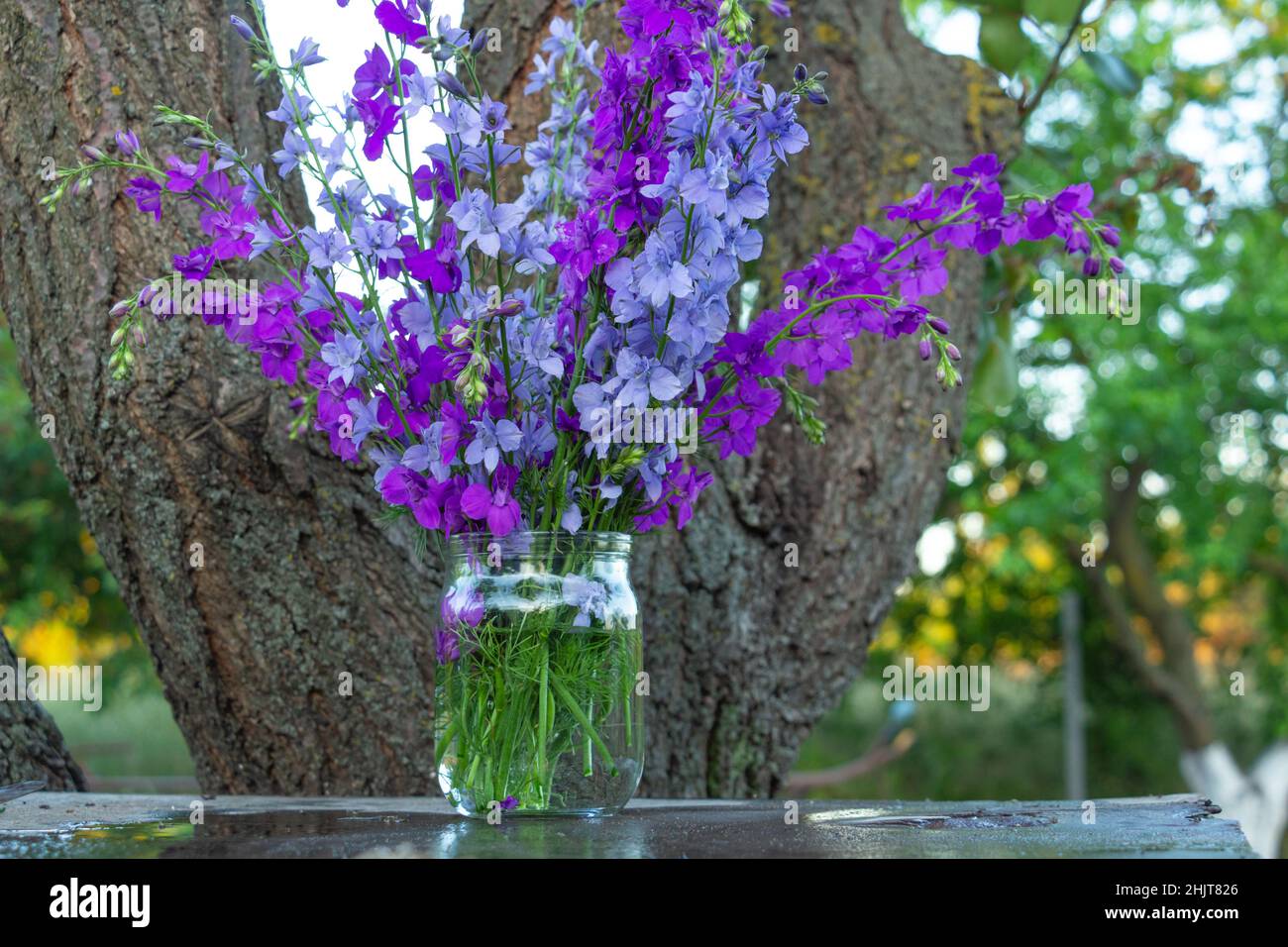 Schöner Strauß von Hausblumen - blaues und violettes Delphinium in einem Glas Wasser Stockfoto