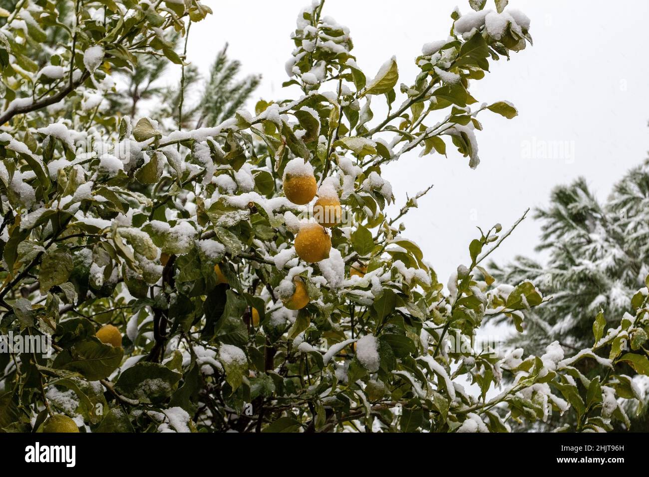 Leuchtend gelbe Zitronen und grüne Blätter an den Ästen bei Schneefall. Schneebedeckte Zitrusbäume. Trüber, düsterer Tag und heftige Schneefälle in der Türkei Stockfoto