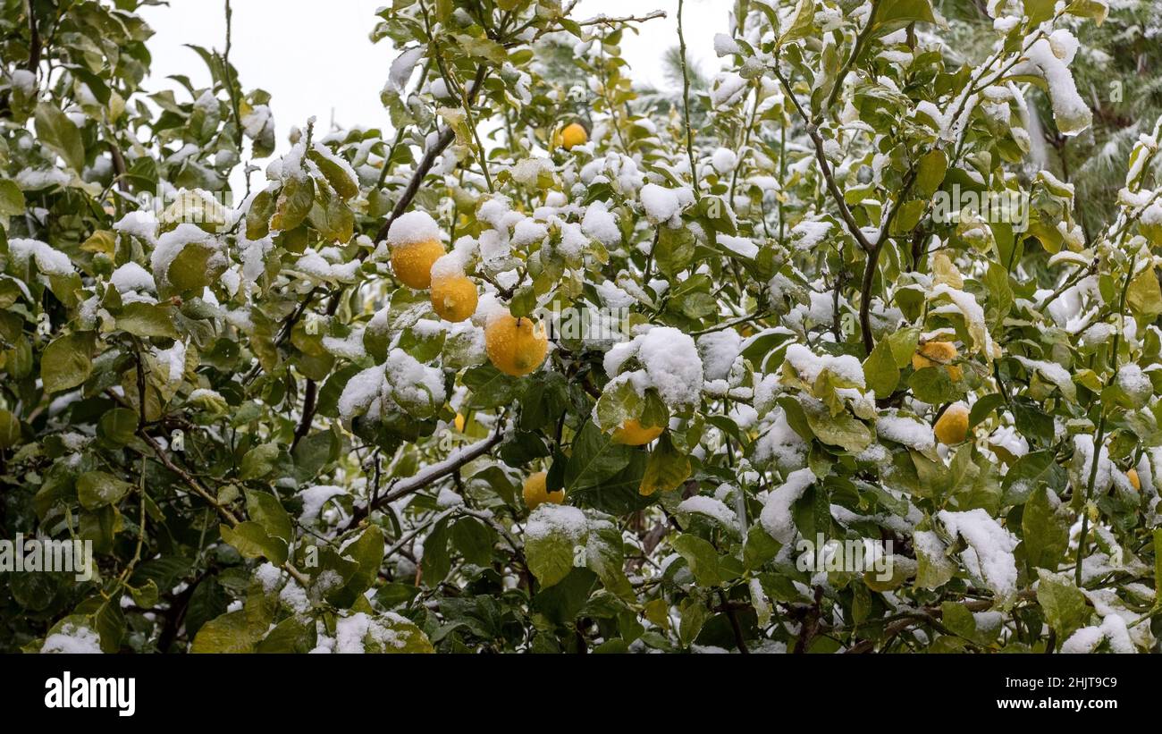 Leuchtend gelbe Zitronen und grüne Blätter an den Ästen bei Schneefall. Schneebedeckte Zitrusbäume. Trüber, düsterer Tag und heftige Schneefälle in der Türkei Stockfoto