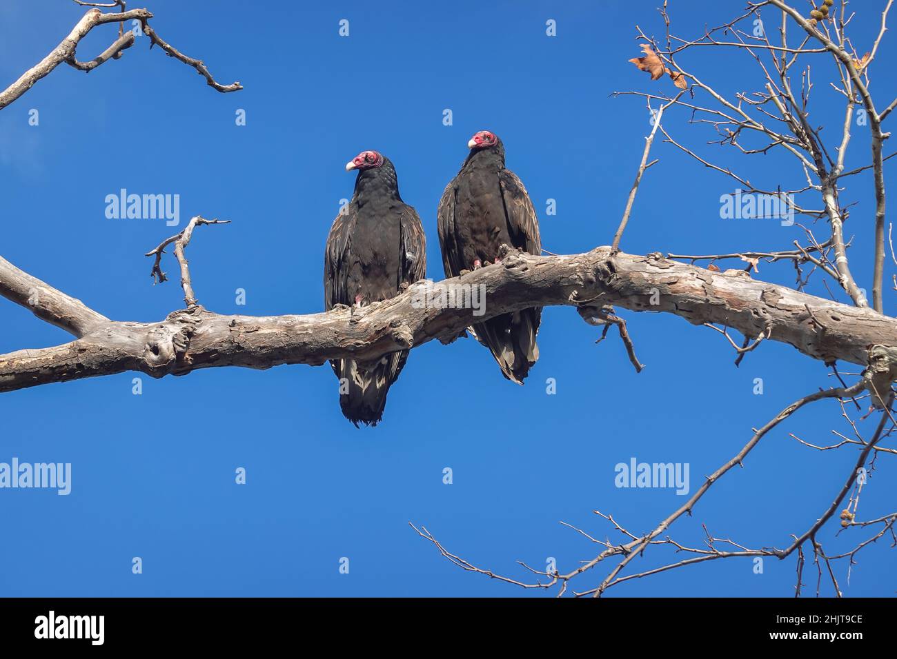 Putengeier (Cathartes Aura), die in einem Baum sitzen, während die Morgensonne ihren Körper erwärmt Stockfoto