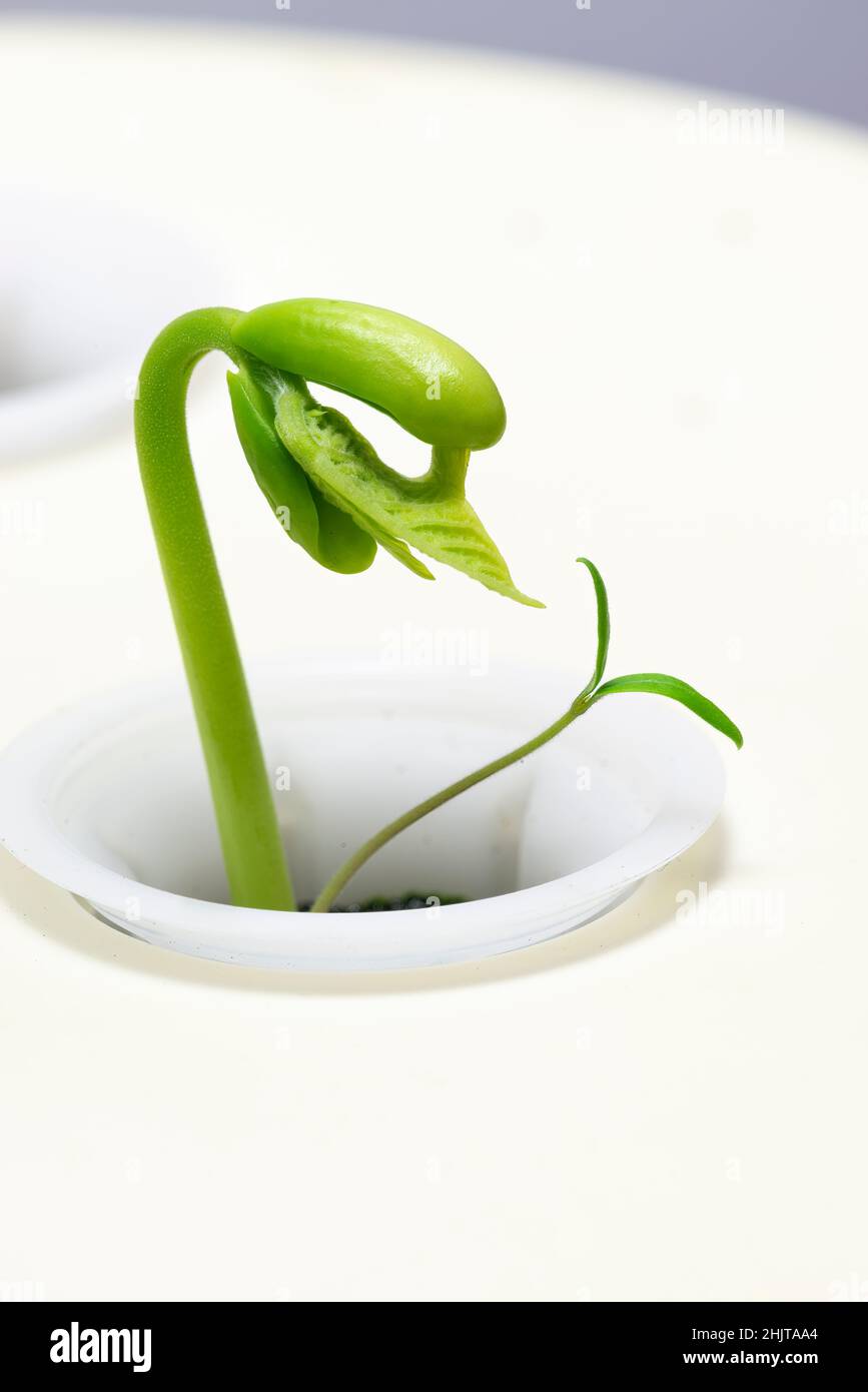 Vertikale Aufnahme einer sehr jungen Bohne, die unter einem Wachstumslicht sprießt. Stockfoto