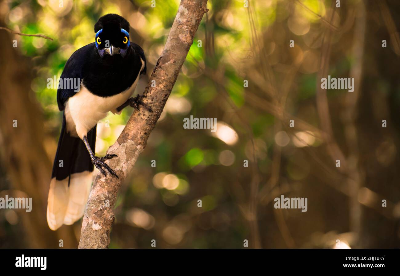 Cyanocorax chrysops (Urraca Criolla - Kammhäher) beim Blick auf die Kamera im Iguazú-Nationalpark, Iguazú, Misiones, Argentinien Stockfoto