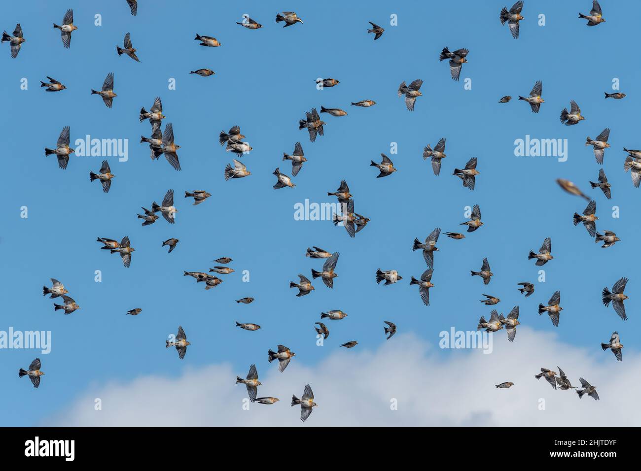 Schwarm von Bramblingen (Fringilla montifringilla) überwintert in der Nähe von Reigate, Surrey, Großbritannien. Im Flug, im Flug Stockfoto