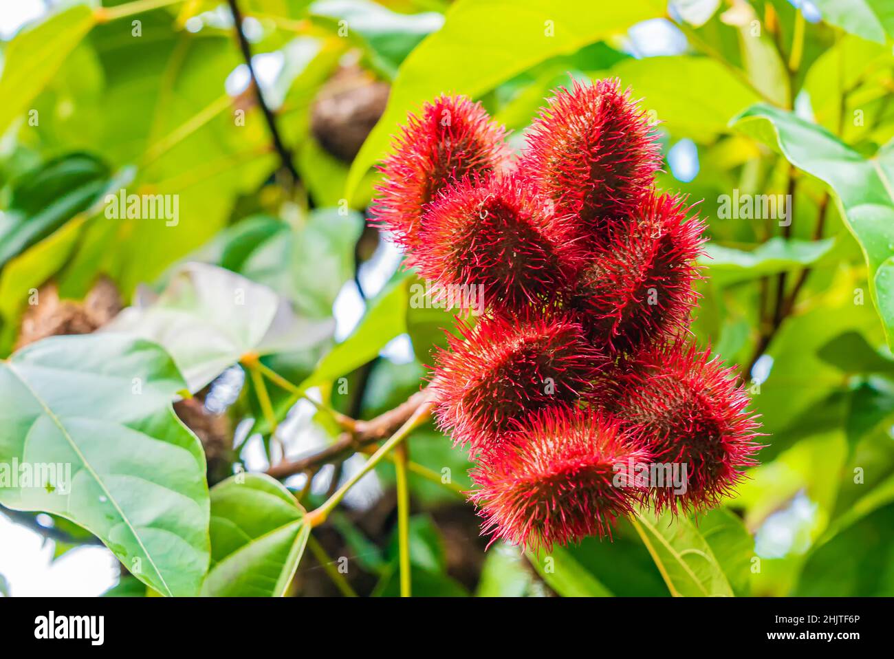 Nahaufnahme von Bixa orellana oder Anatto Obstbaum im Wald Sansibar, Tansania Stockfoto