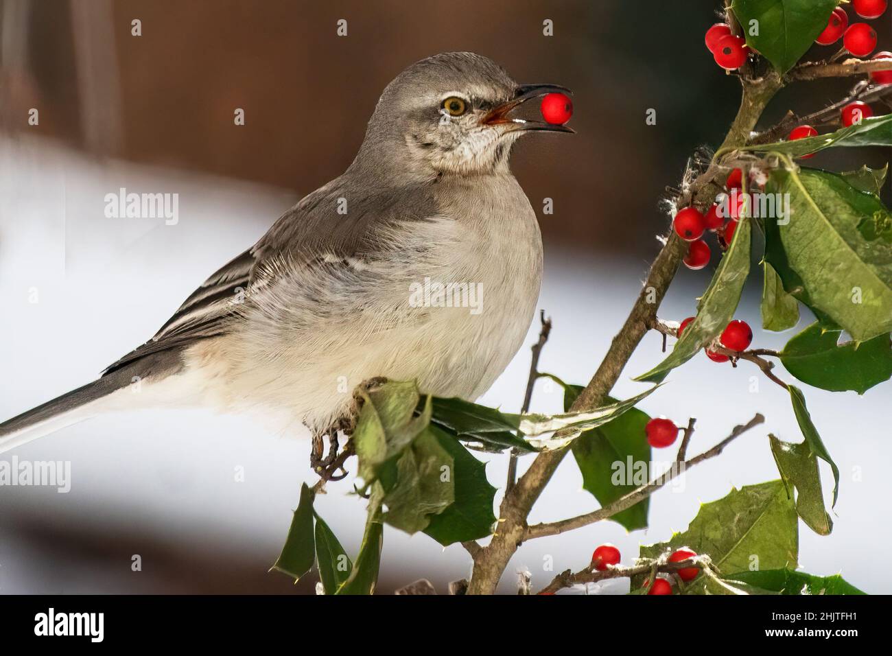 Nördlicher Mockingbird mit Holly Tree Berry Stockfoto