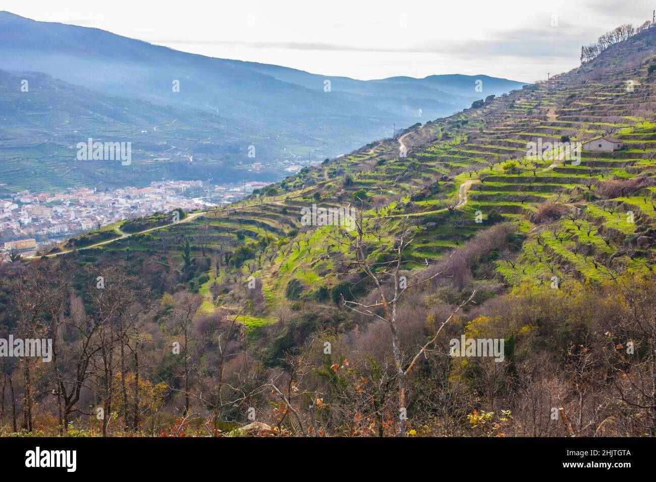 Winterszene voller Kirschbäume, die auf Terrassen wachsen, Valle del Jerte, Caceres, Extremadura, Spanien Stockfoto