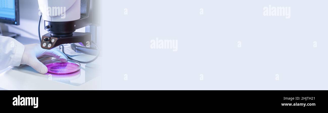 Banner mit Forscher Putting Petrischale mit DNA-Probe mit elektronischem Mikroskop mit Kopierraum. Forschung und Entwicklung im modernen Analyselabor. Stockfoto