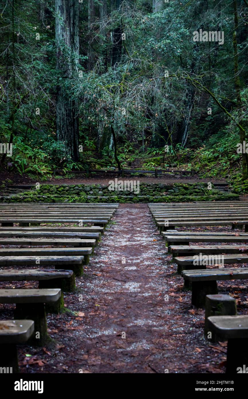 Armstrong Redwoods ist ein kleiner Stand von Redwood-Bäumen im Norden von Guerneville, Kalifornien. Stockfoto