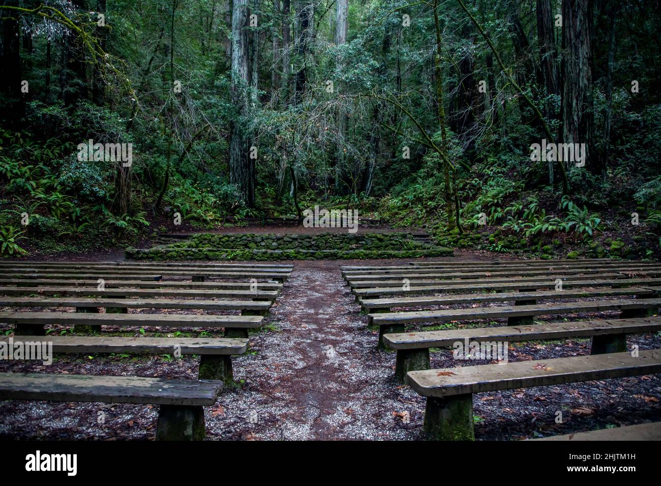 Armstrong Redwoods ist ein kleiner Stand von Redwood-Bäumen im Norden von Guerneville, Kalifornien. Stockfoto