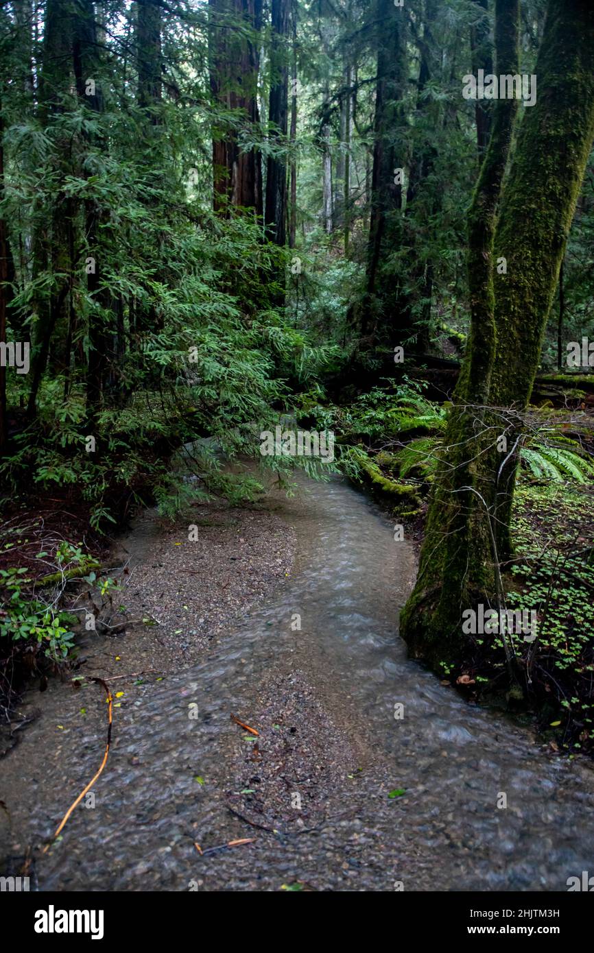 Armstrong Redwoods ist ein kleiner Stand von Redwood-Bäumen im Norden von Guerneville, Kalifornien. Stockfoto