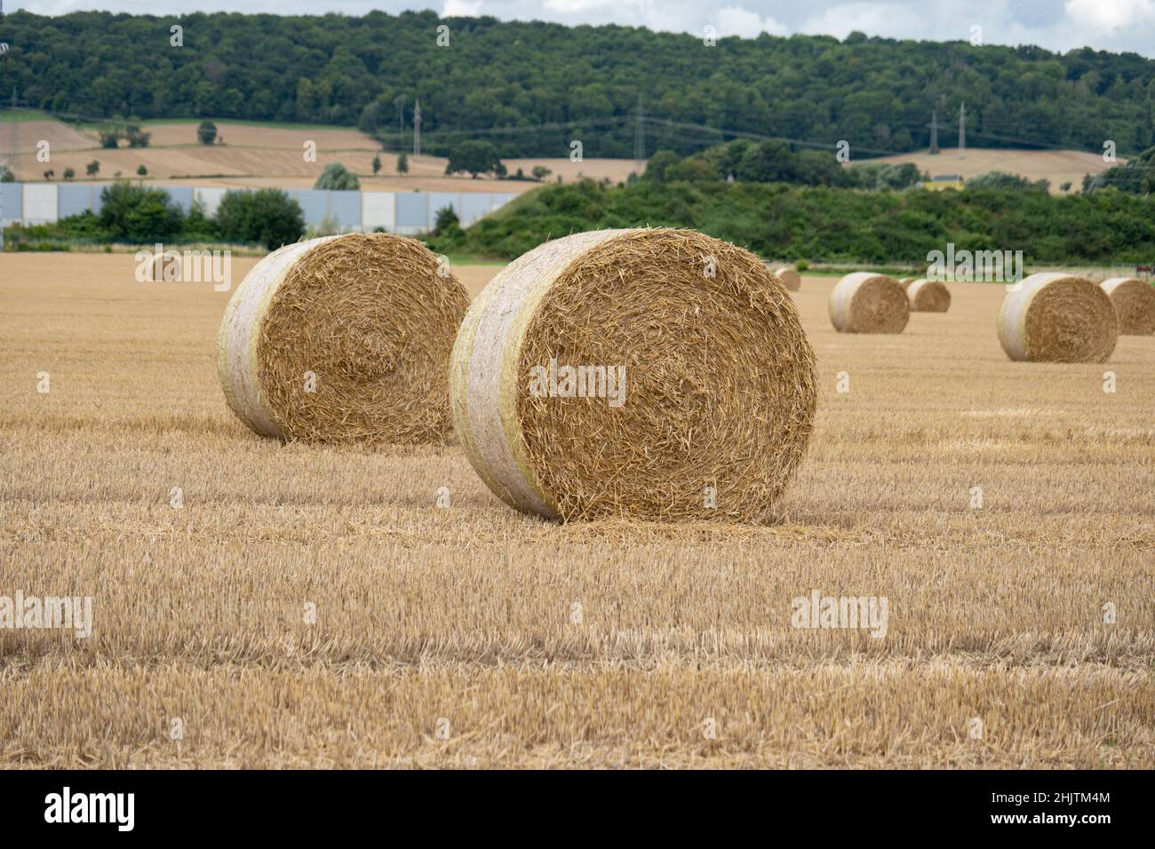 Runde Hay Ballen auf bewaldeten Feldern Stockfoto