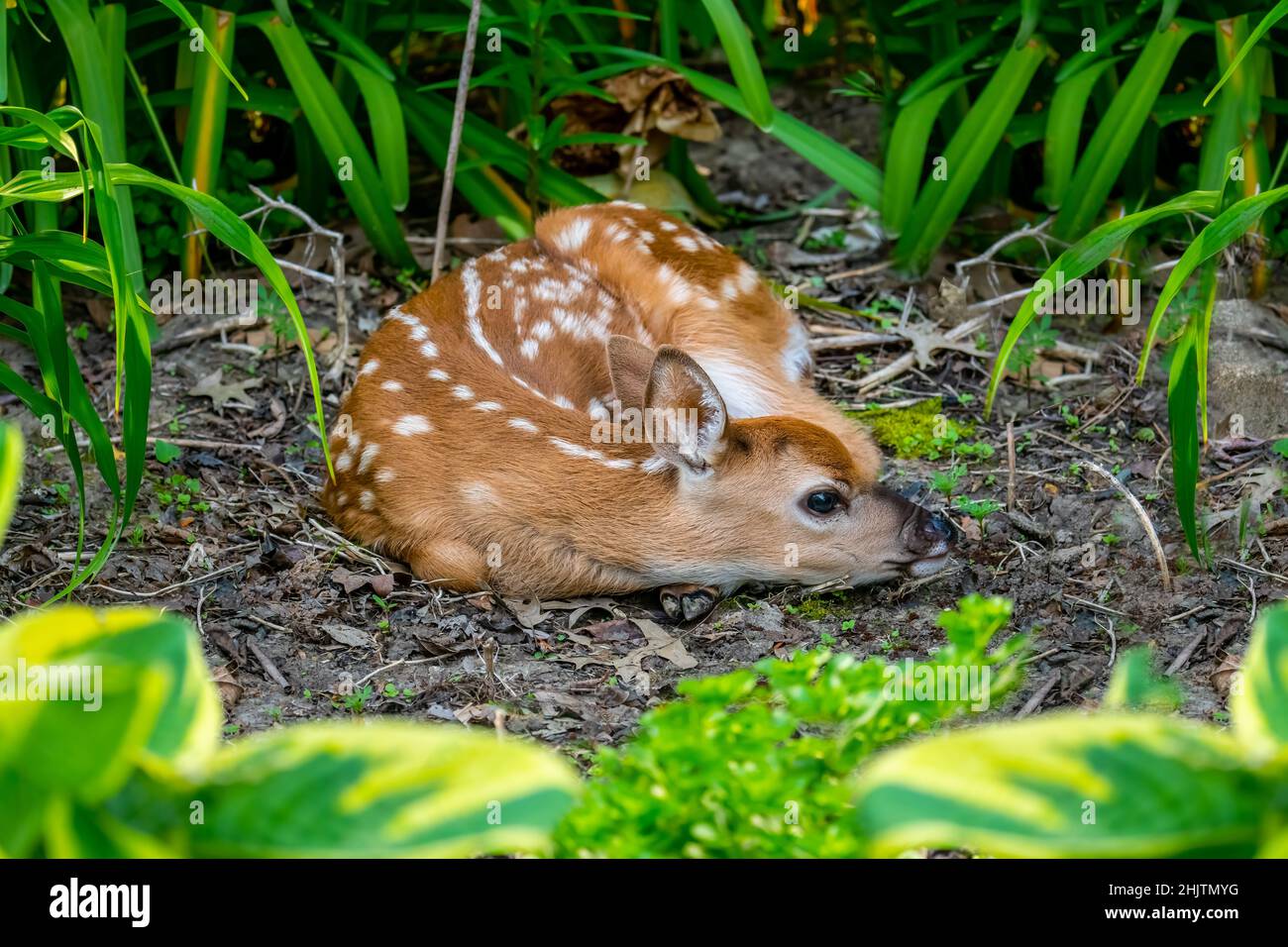 Ein sehr junges Rehkitz versteckt sich in meinem Blumengarten, wo Mama es für eine Weile verlassen hat, um zu stöbern. Schönes kleines Baby mit riesigen braunen Augen und großen Ohren. Stockfoto