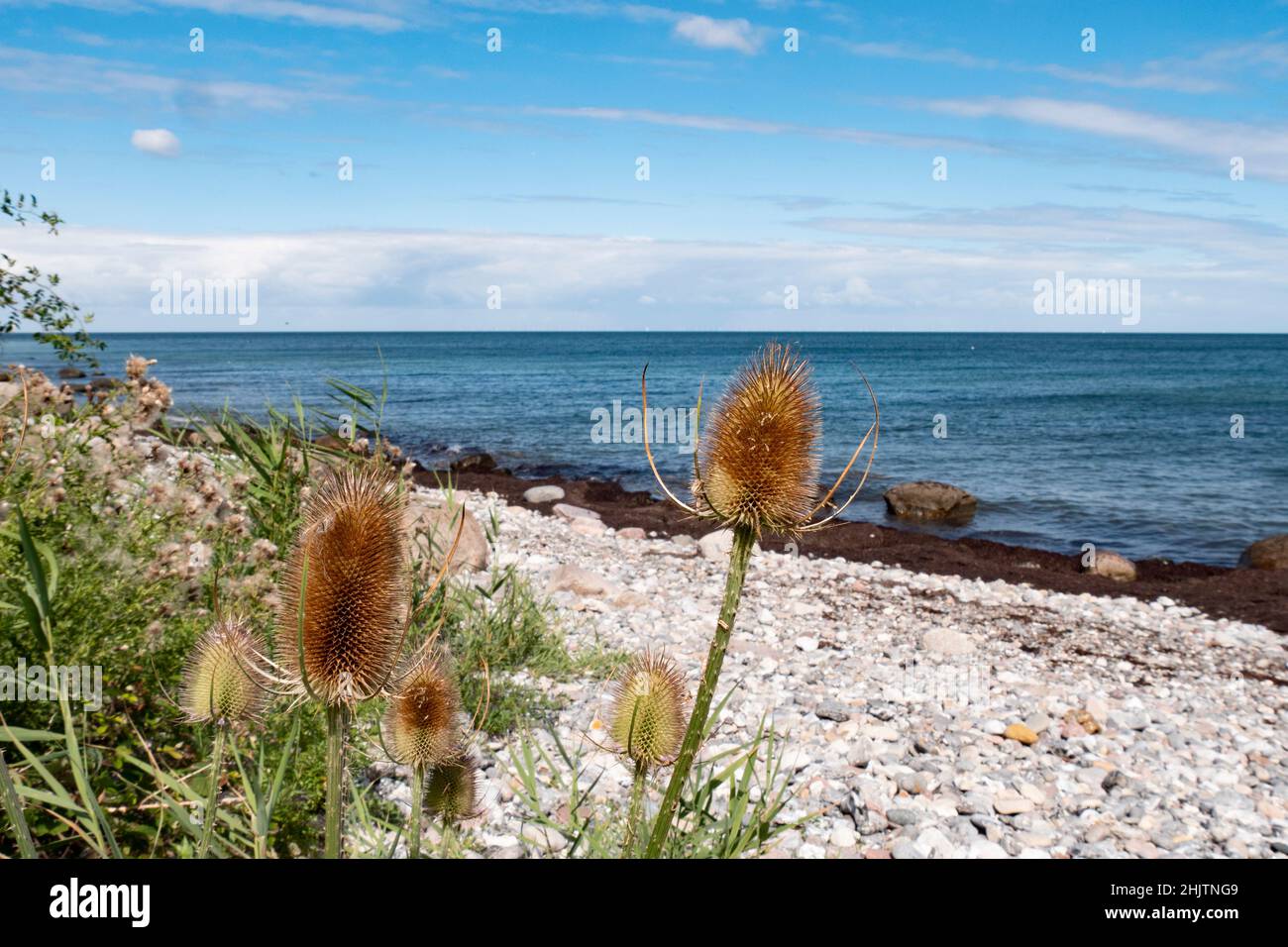 Steiniger Ostseestrand mit Distel im Vordergrund, Fehmarn Island, Staberhuk Beach, Deutschland Stockfoto