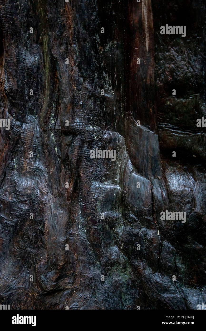 Strukturdetails. Armstrong Redwoods ist ein kleiner Stand von Redwood-Bäumen im Norden von Guerneville, Kalifornien. Stockfoto