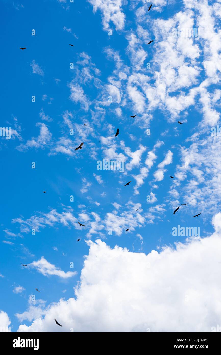 Die Geier fliegen über dem Dorf. In der Gemeinde Gamboa am amazonas, peru Stockfoto