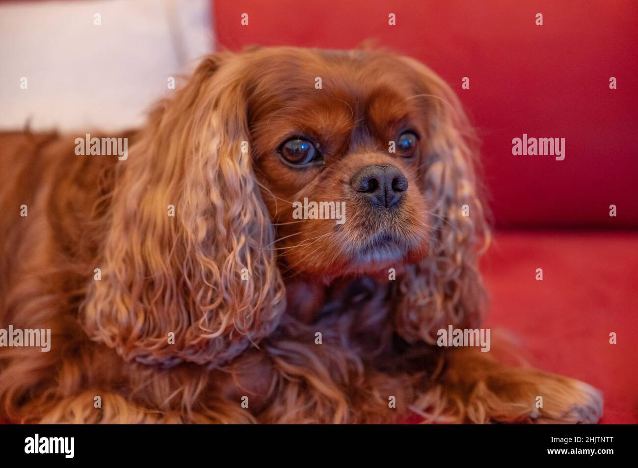 Porträt des Cavalier King Charles Spaniel Hund Stockfoto