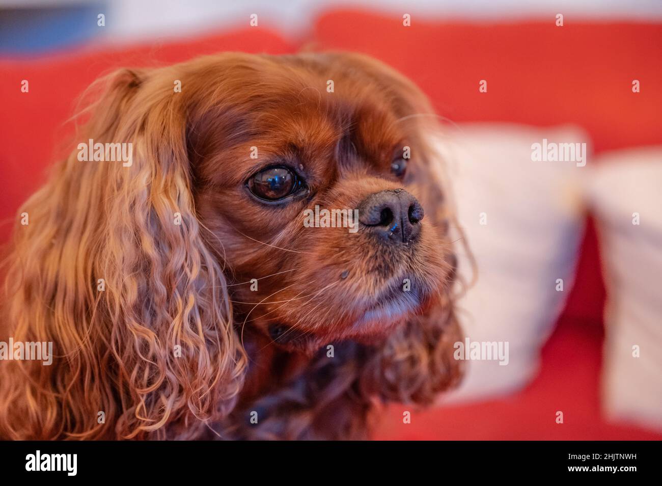 Porträt des Cavalier King Charles Spaniel Hund Stockfoto
