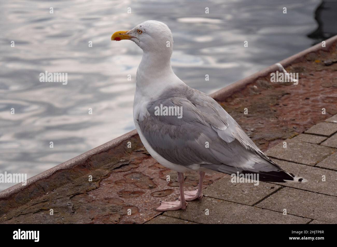 Seagull liegt am Rande des Hafens Stockfoto