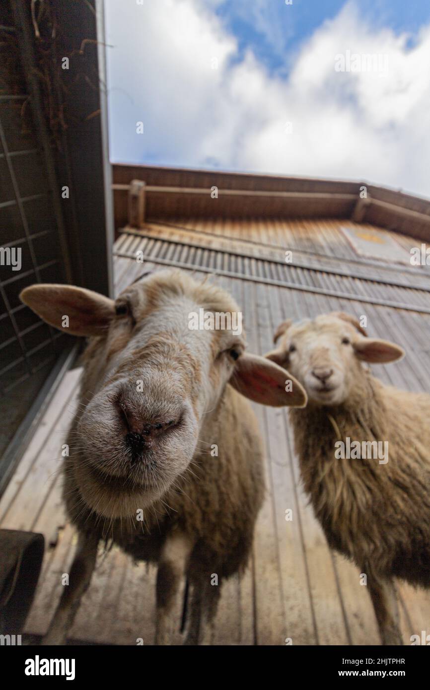 Neugierig - Schafe schauen in die Kamera Stockfoto