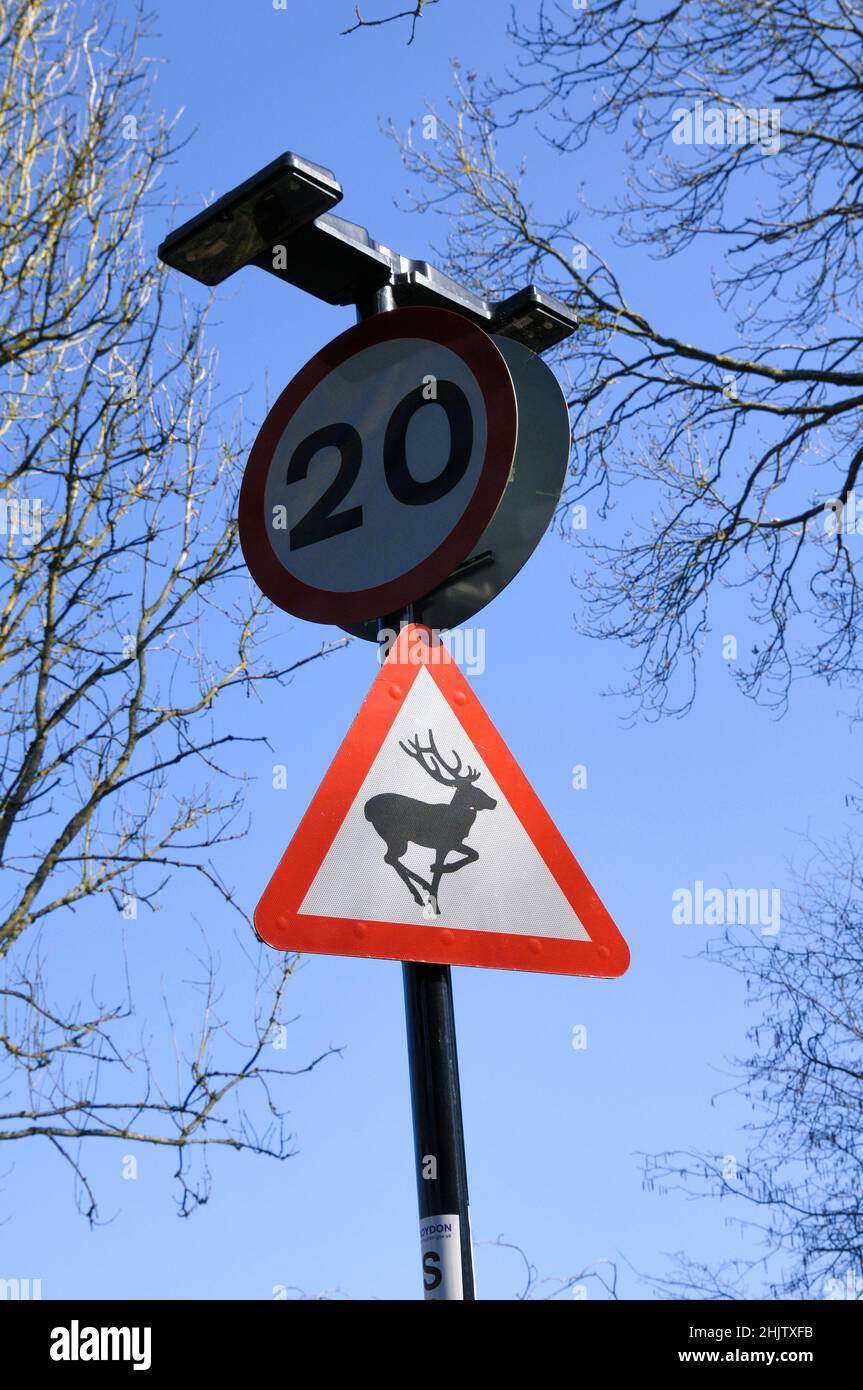 Warnschild für Hirsche mit Geschwindigkeitsbegrenzung von 20mph. Eine Erinnerung daran, dass sich Hirsche in der Gegend befinden und vorsichtig fahren müssen. Stockfoto
