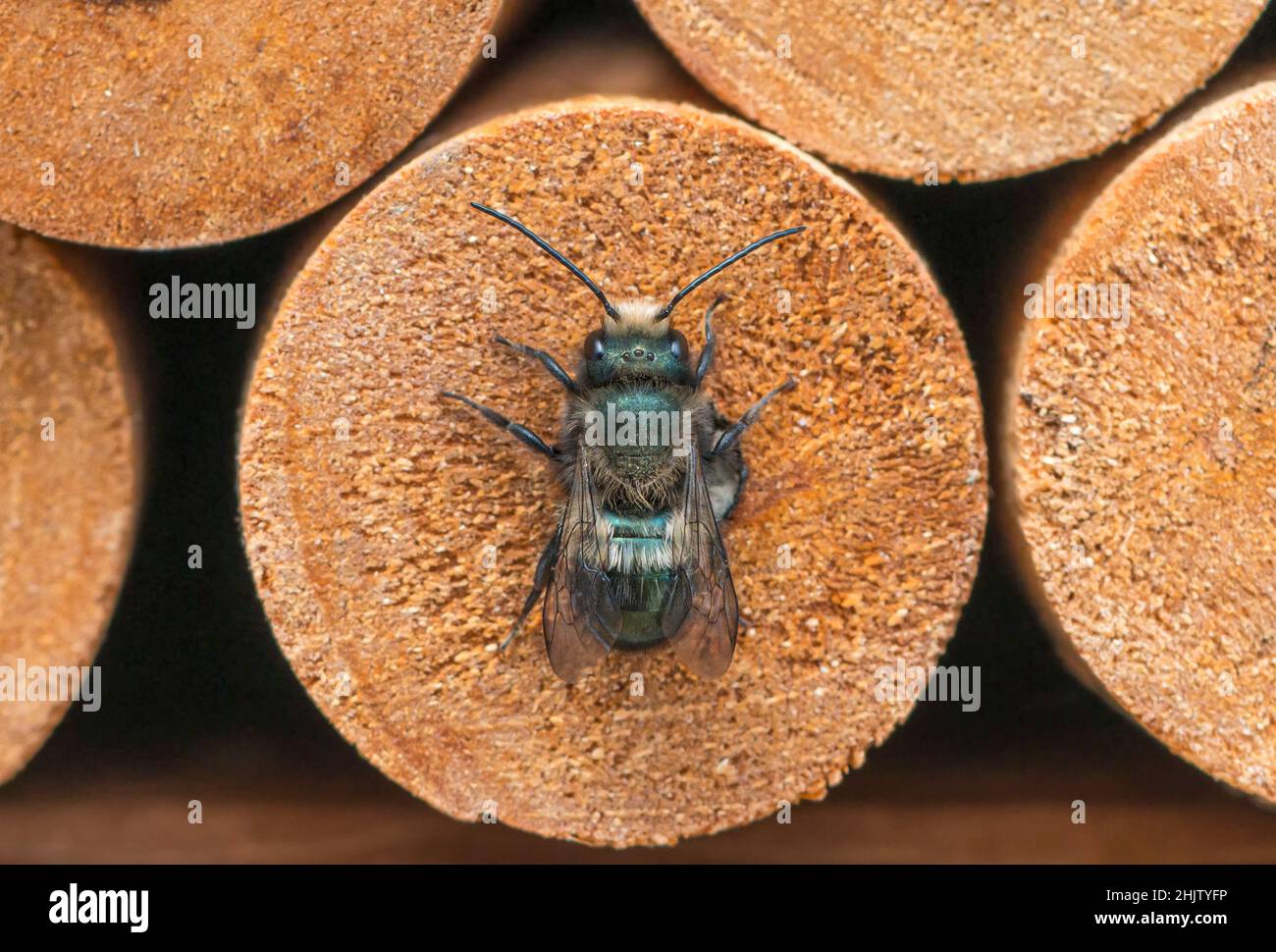 Draufsicht auf eine männliche Maurerbiene - Osmia lignaria Stockfoto