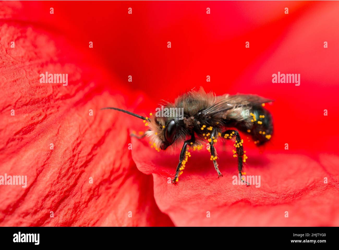 Männliche Maurerbiene, mit Pollen bedeckt. Ruht auf einer roten Hibiskusblüte. Osmia lignaria Stockfoto