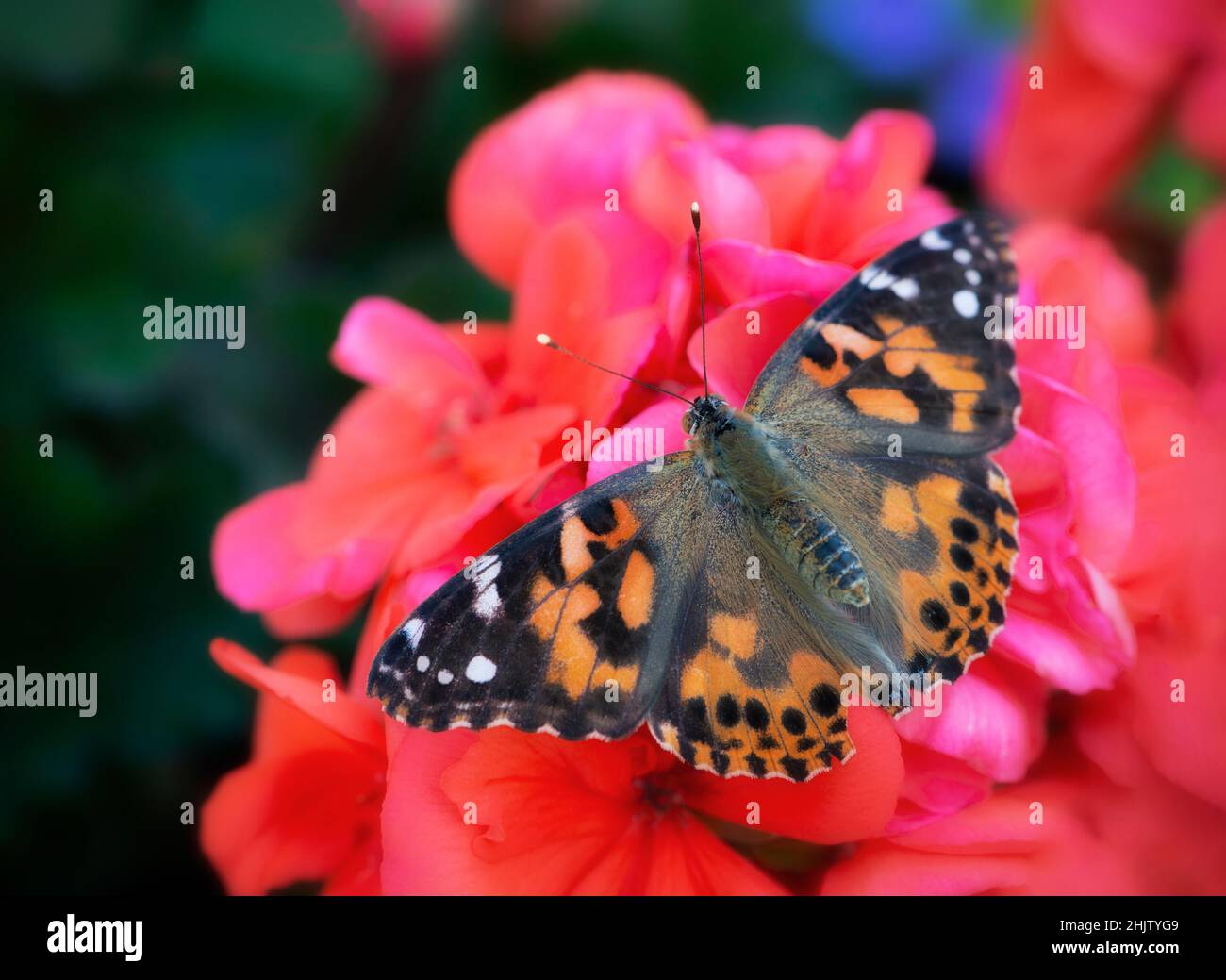 Gemalte Dame Schmetterling (vanessa cardui) mit seinen Flügeln ausgebreitet, ruht auf einer roten Geranienblume Stockfoto
