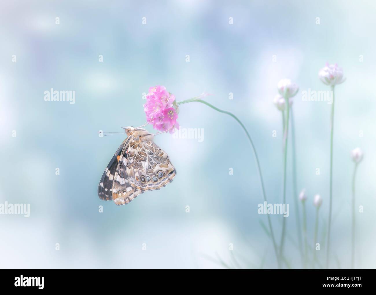 Eine gemalte Dame Schmetterling (vanessa cardui) ruht auf einer Blume im Morgennebel Stockfoto