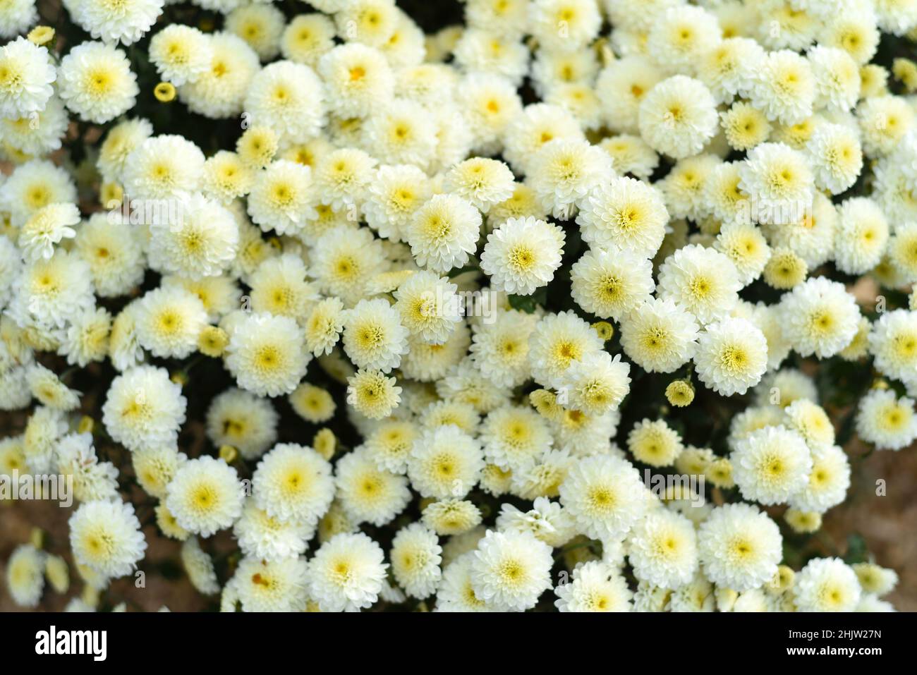 Brandove White Chrysanthemum aus nächster Nähe Stockfoto