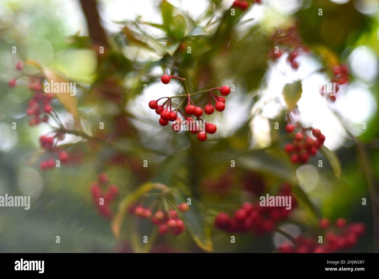 Ostasiatische Blütenpflanze Ardisia crenata sims Stockfoto