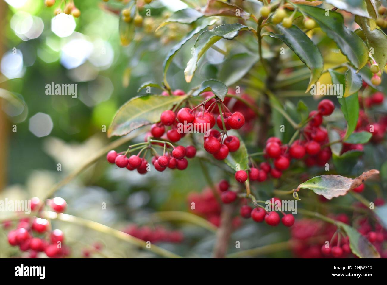 Ostasiatische Blütenpflanze Ardisia crenata sims Stockfoto