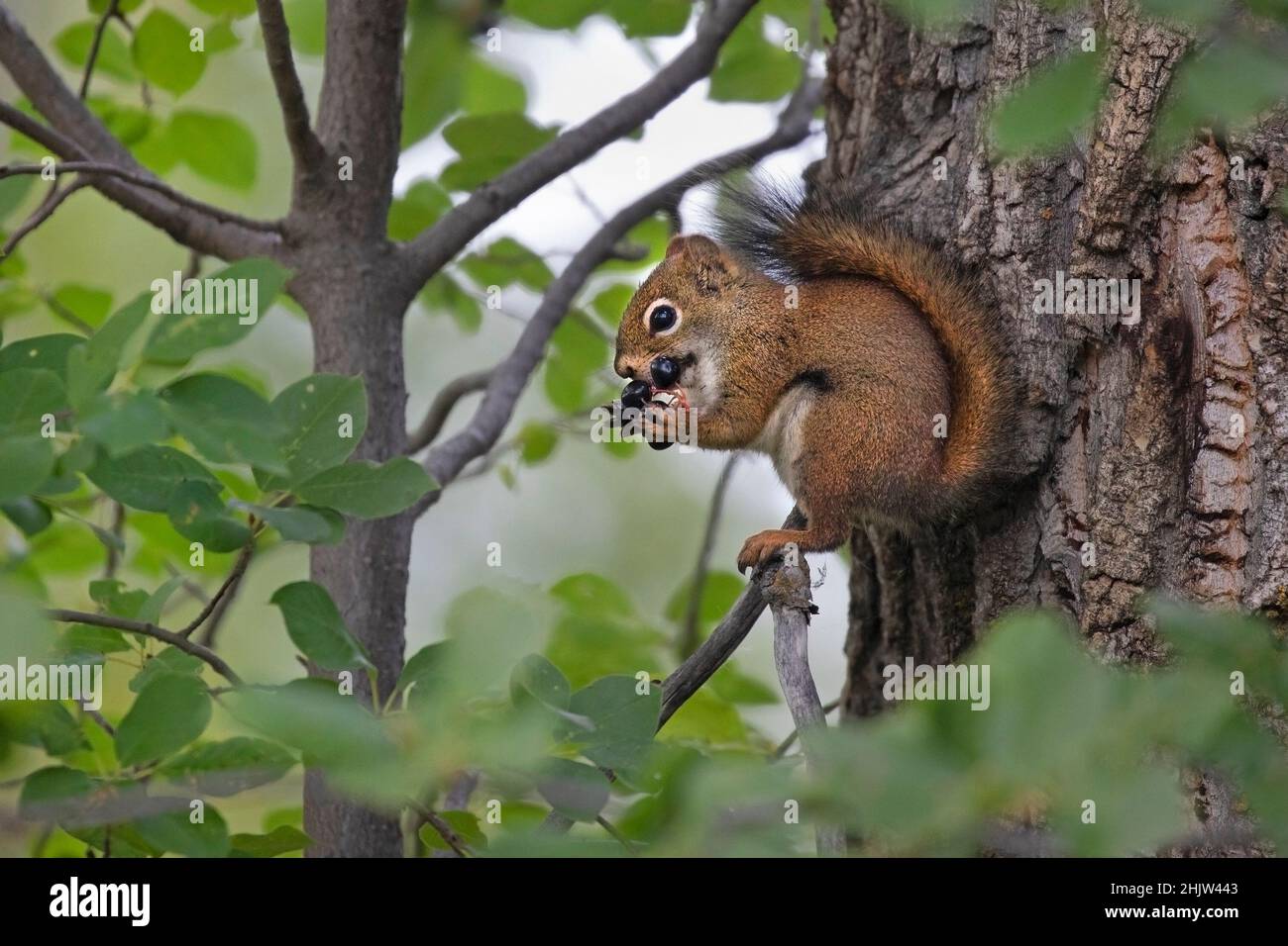 Rote Eichhörnchen essen Chokecherry Beeren. Tamiasciurus hudsonicus, Prunus virginiana Stockfoto