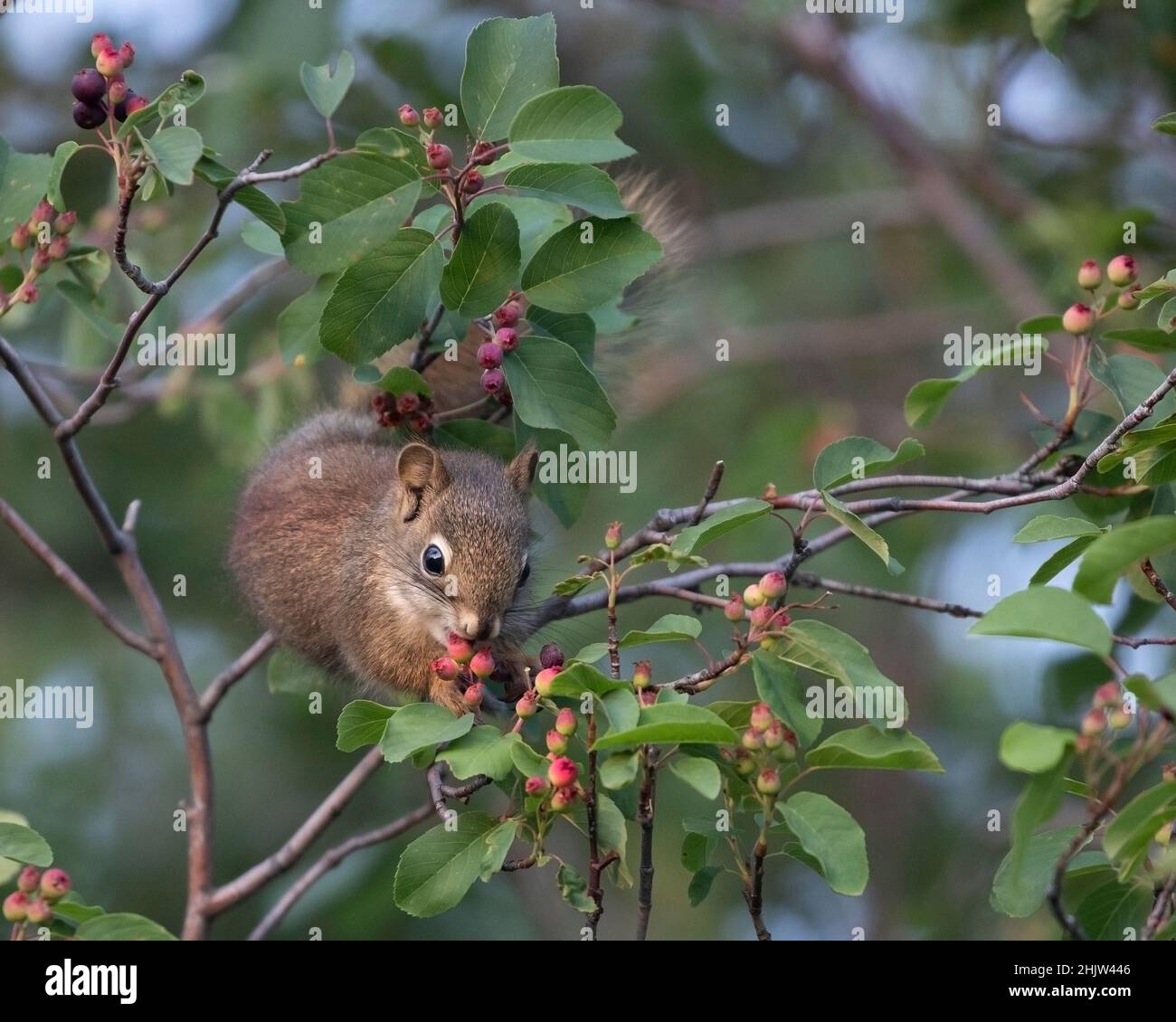 Rote Eichhörnchen füttern Beeren im Saskatoon-Beerenstrauch. Tamiasciurus hudsonicus, Amelanchier alnifolia Stockfoto