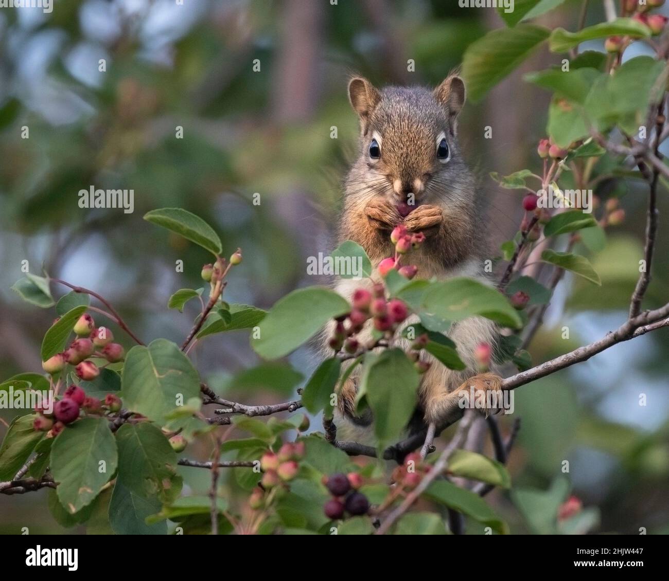 Rote Eichhörnchen fressen Beeren im Saskatoon-Beerenbaum bei Weaselhead Flats. Tamiasciurus hudsonicus, Amelanchier alnifolia Stockfoto