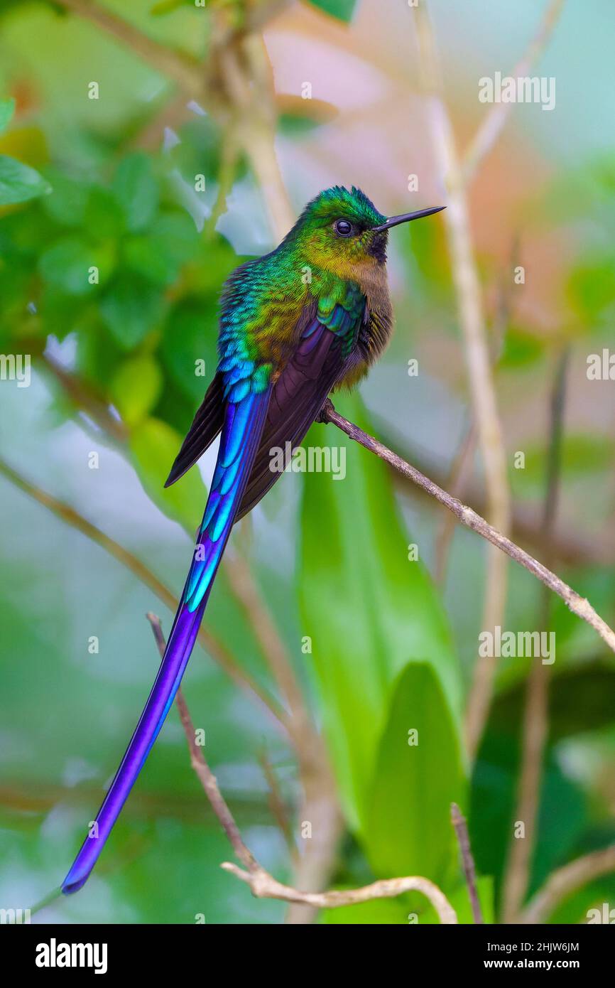 Violetter Schwanzkolibri Stockfoto