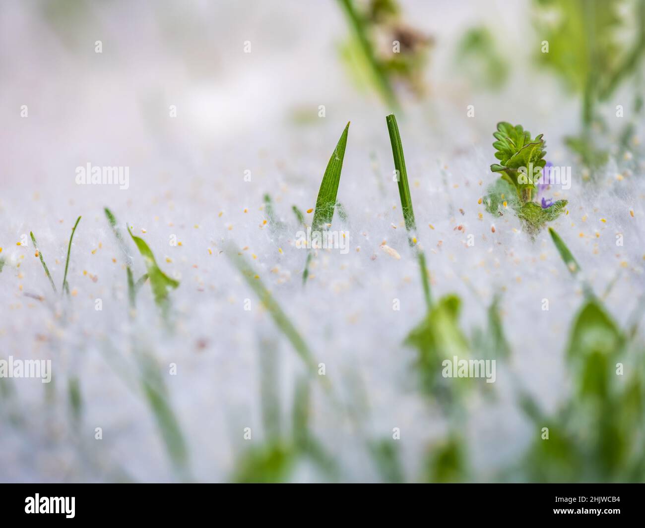 Weiße Pappel Flusen liegt auf dem grünen Gras, Konzept Pappel Allergie. Gras bedeckt mit Samen und weißem Flusen, beleuchtet von den Strahlen der Sonne Stockfoto