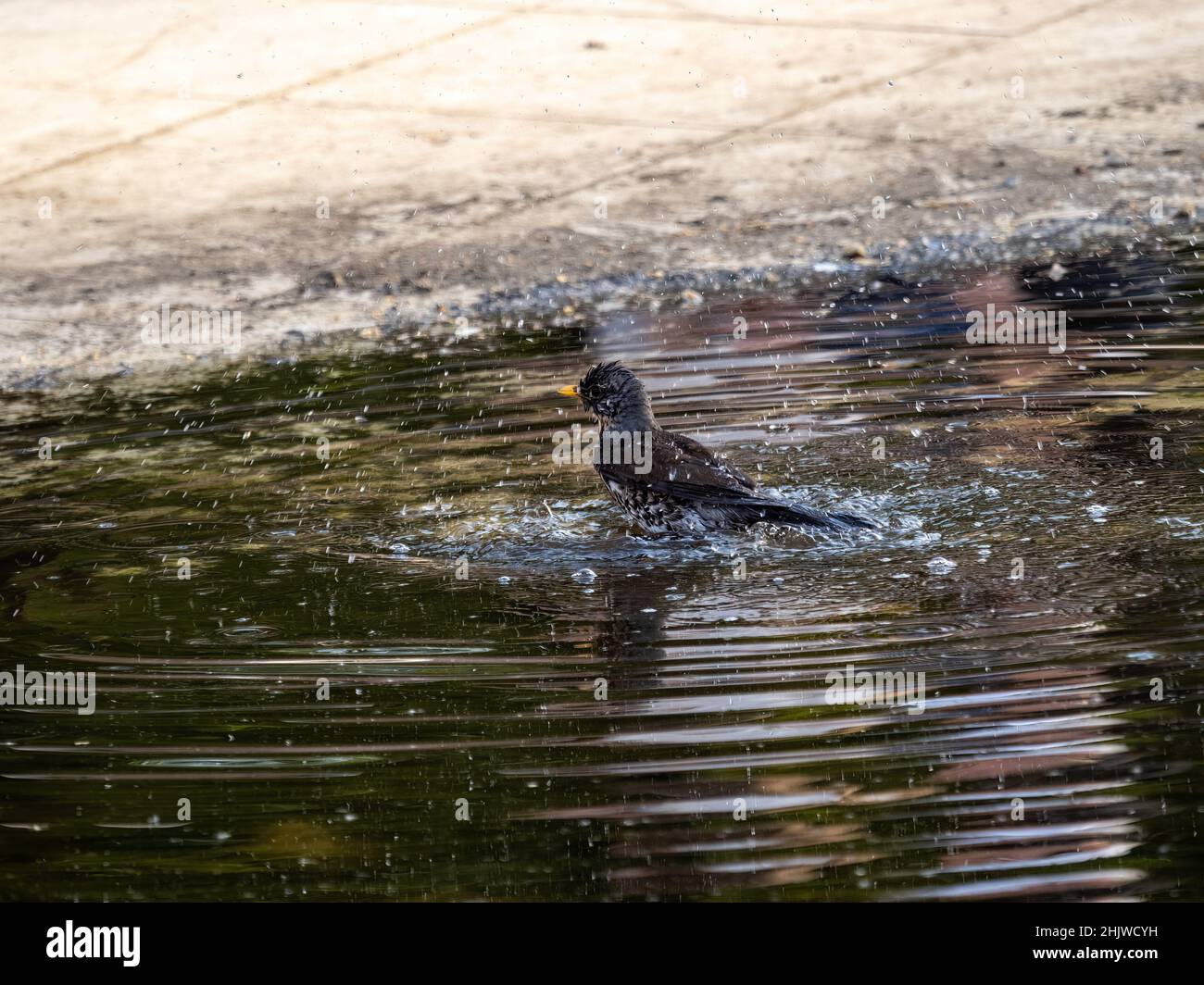 Soor nimmt ein Bad in einer Pfütze. Der Vogel schwimmt im Wasser Stockfoto