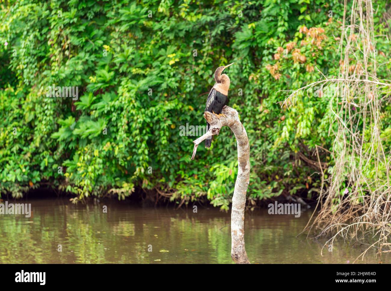 Weiblicher Anhinga (Anhinga anhinga)-Vogel entlang des Napo-Flusses, des Yasuni-Nationalparks, Amazonas-Regenwaldes, Ecuador. Stockfoto