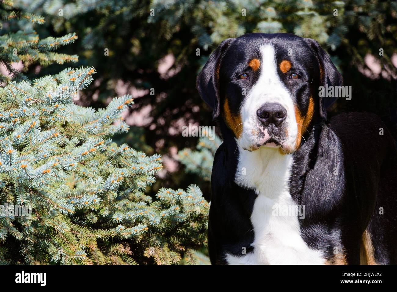 Großer Schweizer Berghund Porträt. Der größere Schweizer Berghund befindet sich im Stadtpark. Stockfoto