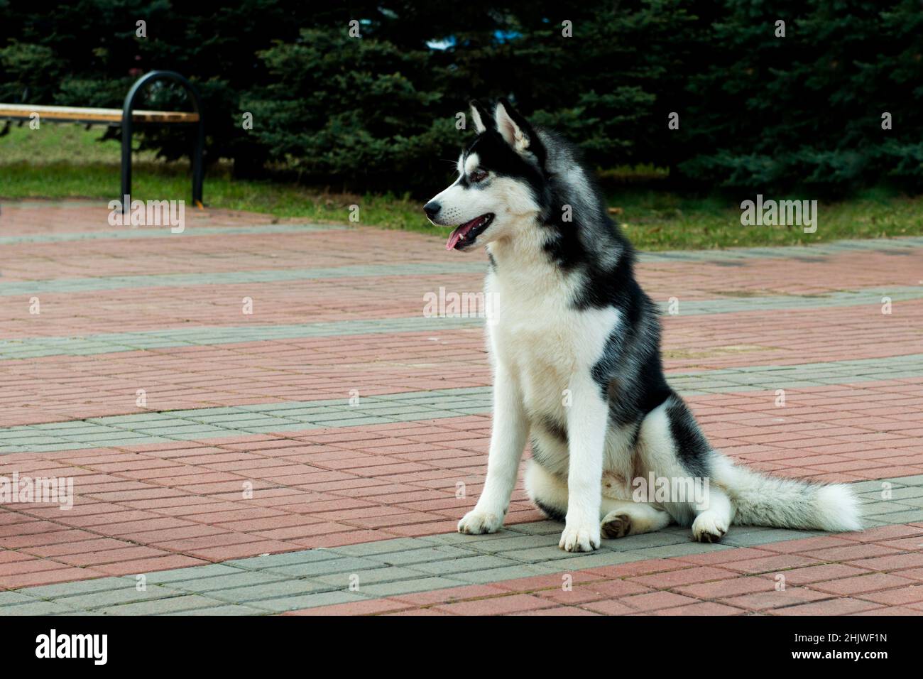 Sibirische Husky-Sitze. Der sibirische Husky ist im Park. Stockfoto