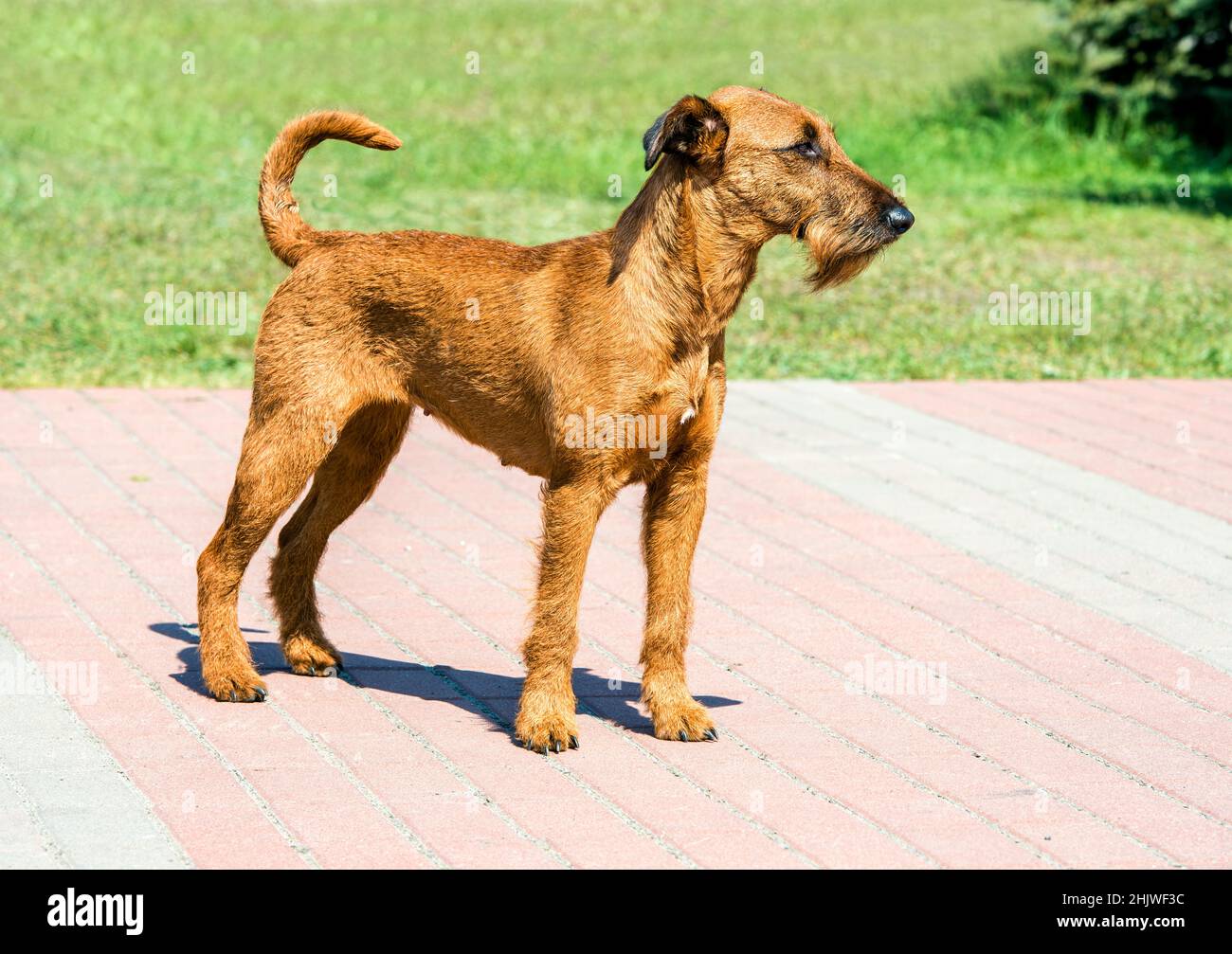 Irish Terrier blickt nach vorne. Der Irish Terrier steht im Stadtpark. Stockfoto