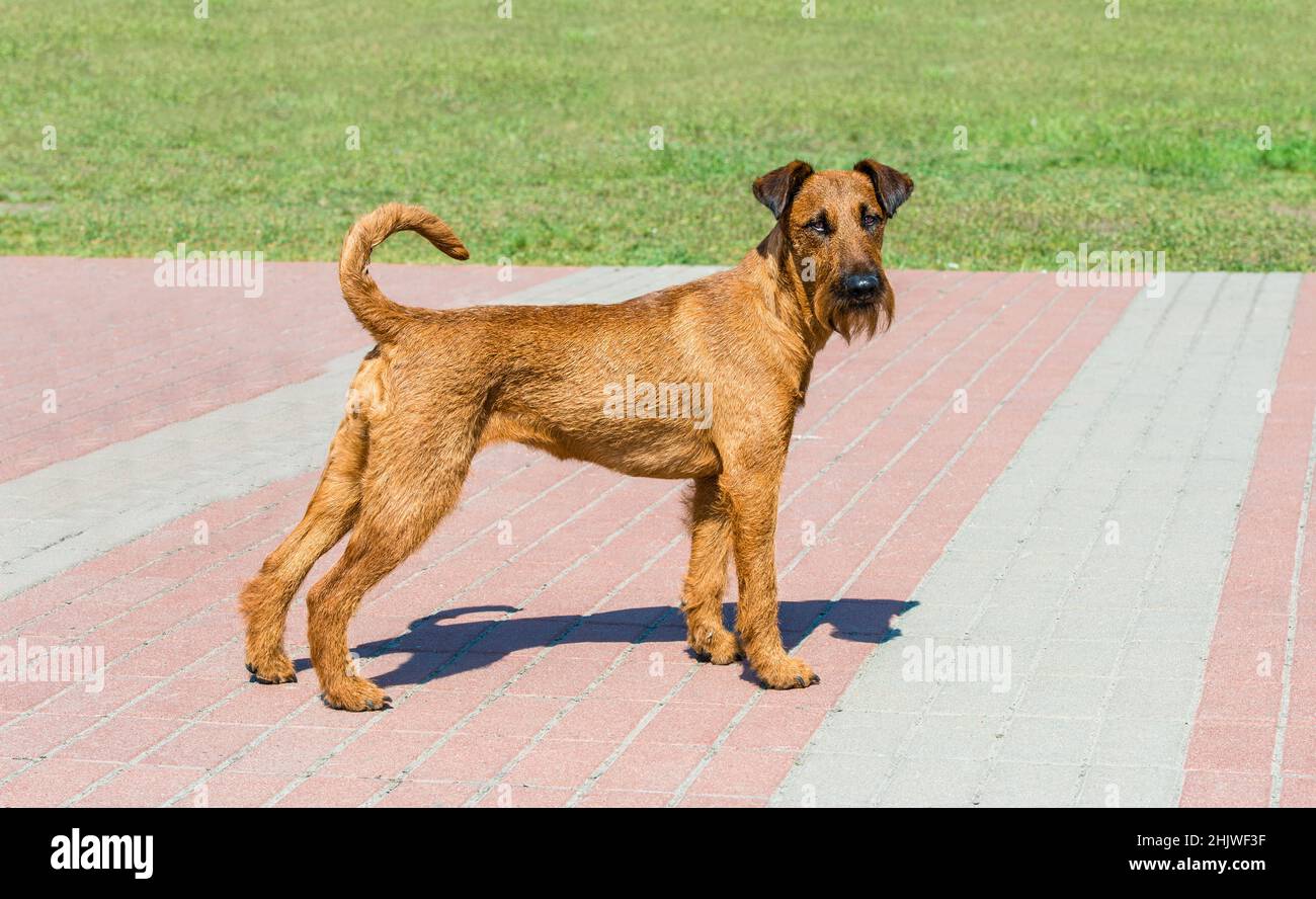 Irish Terrier schaut in die Kamera. Der Irish Terrier steht im Stadtpark. Stockfoto