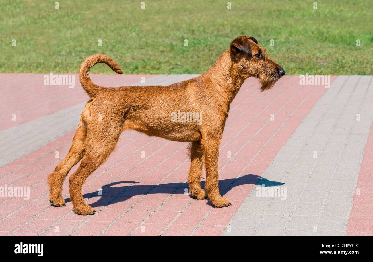 Irish Terrier Profil. Der Irish Terrier steht im Stadtpark. Stockfoto
