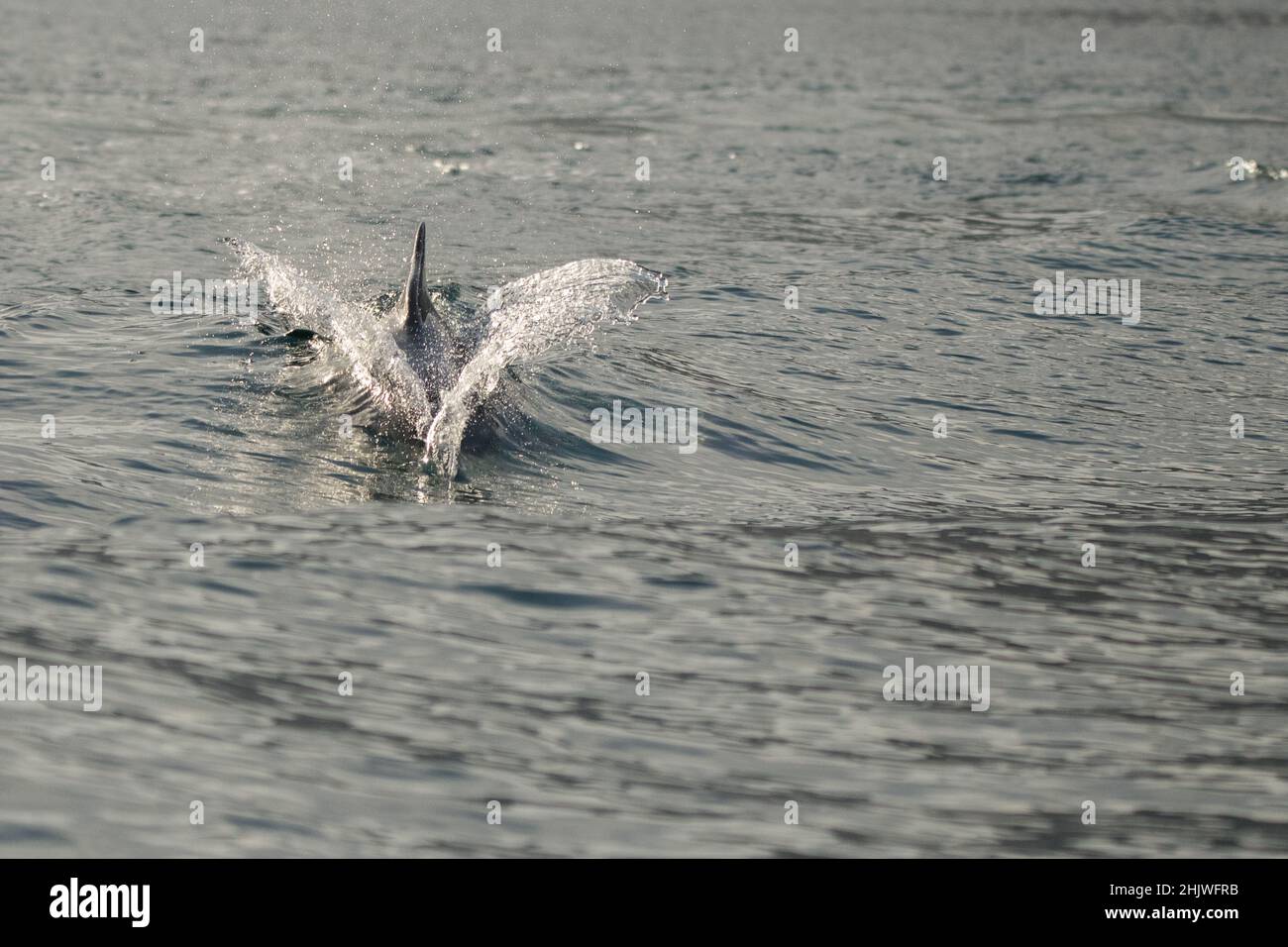 Delfine in der Bucht von Khasab. Musandam. Oman. Stockfoto